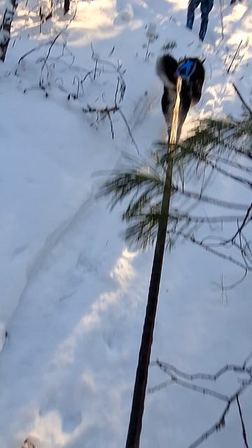 Выживший. #иди_лесом смотреть онлайн