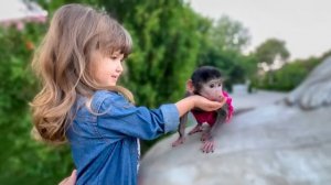 Ангелина и Люся поехали ПОКОРМИТЬ КОШЕК ТАЙГАНА  и послушать перекличку львов!