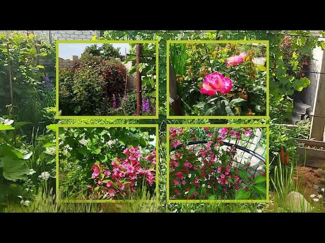 НАШ САД ВЕСНА 2025 смотреть онлайн