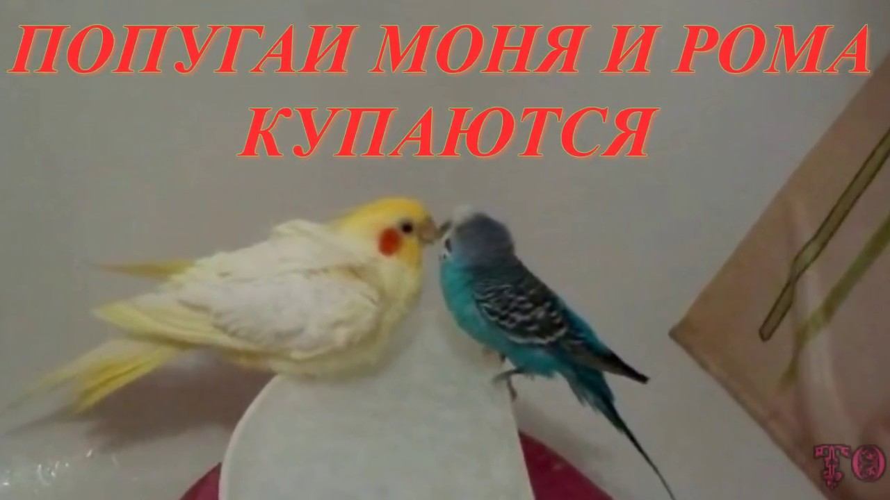 ПОПУГАИ КУПАЮТСЯ В ВАННЕ, БАННЫЙ ДЕНЬ ДЛЯ МОНИ И РОМЫ смотреть онлайн