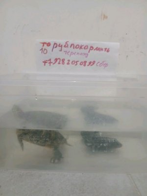 покорми черепаху