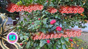 #Абхазия2026🌴 18.01.26г.🔥 Выпуск № 2280❗вчера +6°🌡ночью +1°🌡море +10,8°🐬