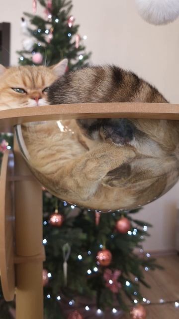 Почему круглая форма ИДЕАЛЬНА для кошек? 🐈🌀 смотреть онлайн