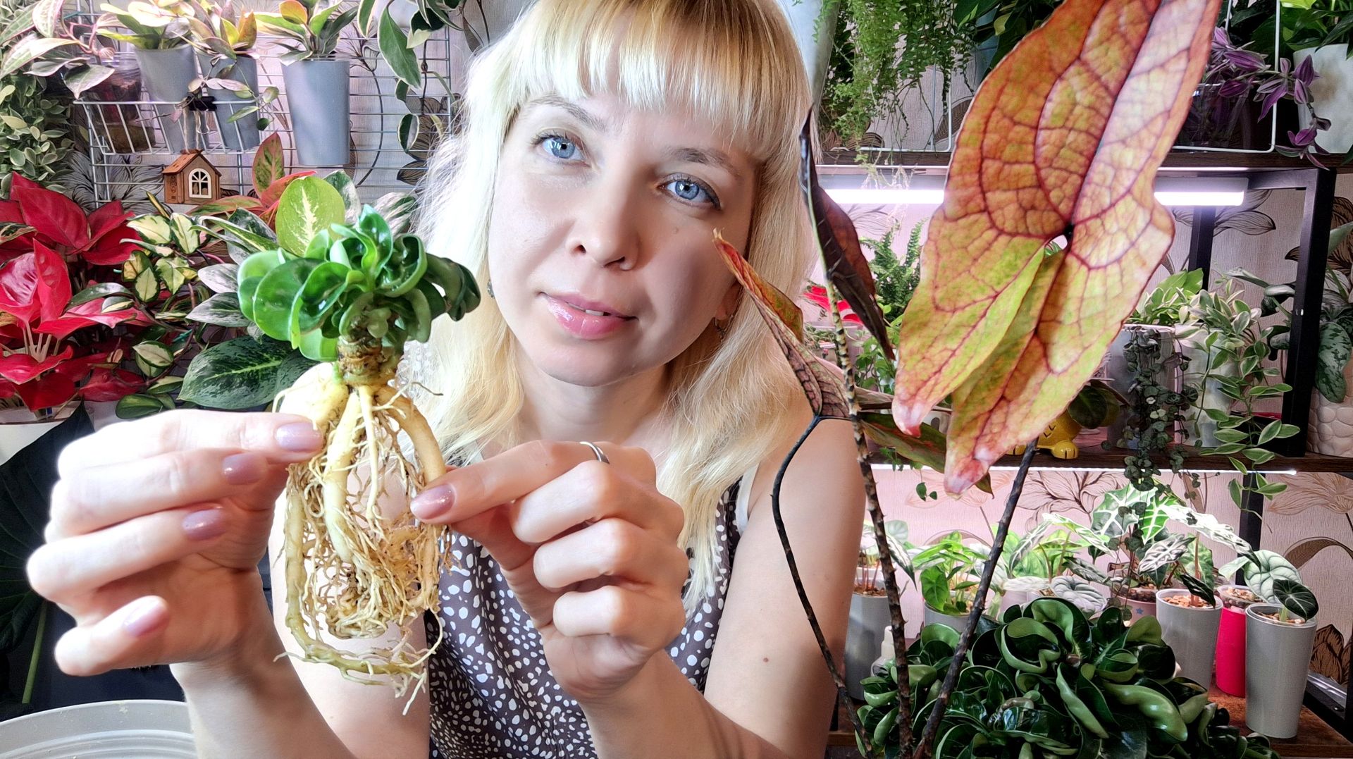 Пересадка адениума барашек и алоказии Блэк Джек смотреть онлайн