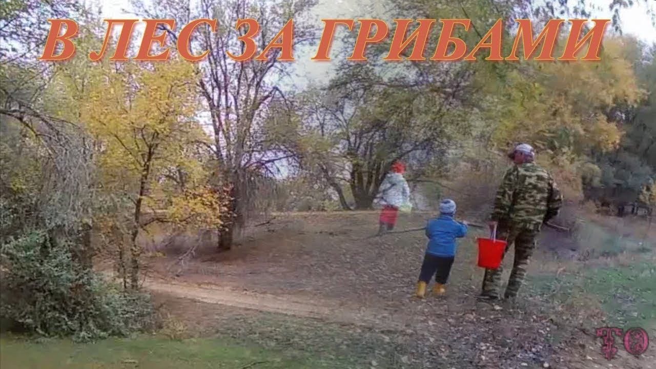ПОЕЗДКА ЗА ГРИБАМИ, ПРИРОДА И ОТДЫХ В АСТРАХАНСКОЙ ОБЛАСТИ смотреть онлайн
