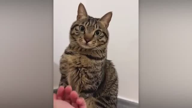 САМЫЕ ЗАБАВНЫЕ МОМЕНТЫ С ЖИВОТНЫМИ ЗА 2025 ГОД, СНЯТЫЕ НА КАМЕРУ. смотреть онлайн