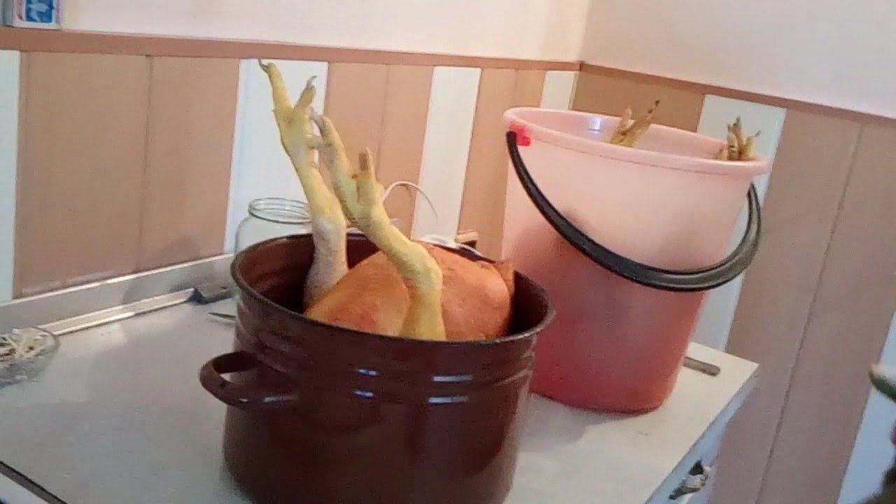 МАЛЕНЬКОЕ ХОЗЯЙСТВО, КУРЫ БРОЙЛЕРЫ ПОРА НА МЯСО смотреть онлайн