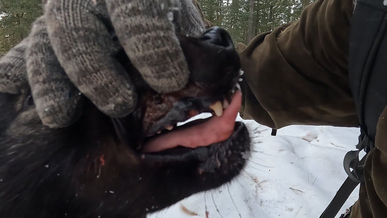 ОБЫЧНАЯ ПРОВЕРКА ПУТИКА ЕДВА НЕ ЗАКОНЧИЛАСЬ ТРАГЕДИЕЙ... #идилесом 05.02.24 смотреть онлайн