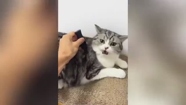 Смешные животные мгновенно скрасят ваш день! смотреть онлайн