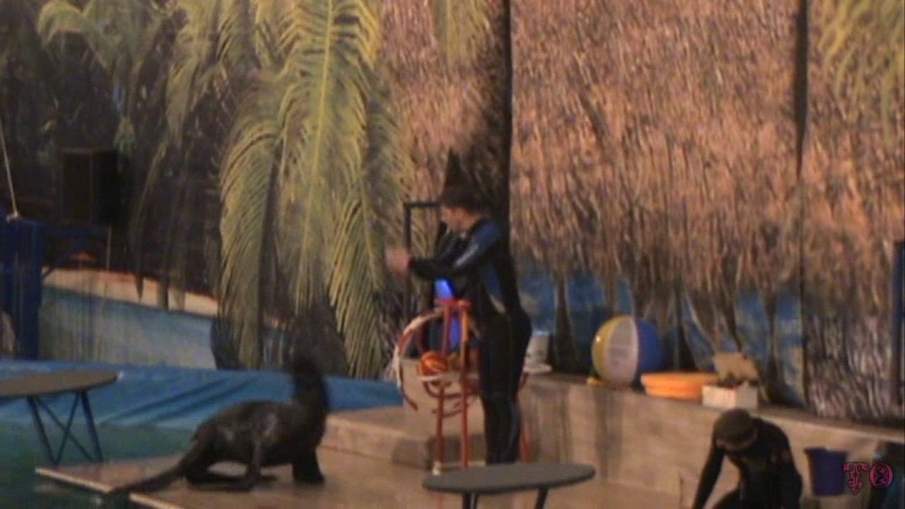 ДЕЛЬФИНАРИЙ, ВЫСТУПЛЕНИЕ МОРСКОГО КОТИКА смотреть онлайн