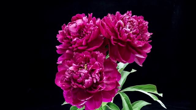 Сережа ищет Еву смотреть онлайн