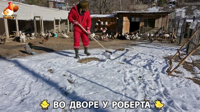 Содержание кур в домашних условиях и других птиц во дворе у Роберта 🐣🐤🦆🐔🪿🦃 (397) смотреть онлайн