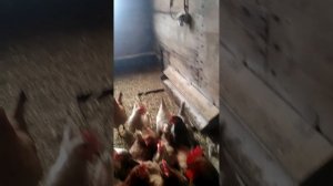 Чип и Дейл спешат на помощь