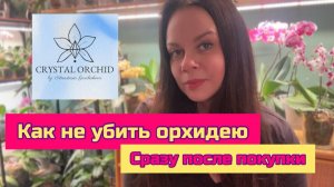 Как ухаживать за орхидеей фаленопсис после покупки в домашних условиях для новичков