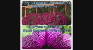 Петуния ампельная гибридная DIAMOND Purple, ампельная Opera Supreme F1 Purple Vein. Посеяла 17.01.26