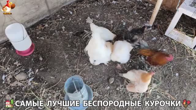 Цыплята и Курочки селяночки лучшие беспородные несушки 🥚 (426) смотреть онлайн