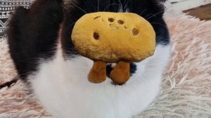 я дарил тебе цветы мне хотелось теплоты я мечтал с тобой попрыгать как пушистые коты🩷🩵🩶