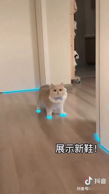 Светящиеся «тапочки» для котиков нашли на китайских маркетплейсах смотреть онлайн