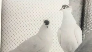 Голуби 47 рег