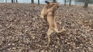 Alano Espanol - Acero 5 мес