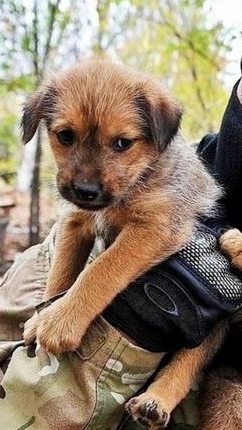 Приколы с котами 🐈🤣.mp4 смотреть онлайн