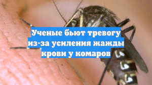 Ученые бьют тревогу из-за усиления жажды крови у комаров