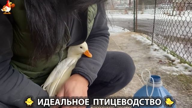 Идеальное птицеводство достойно восхищения 🐓🦆🦢🦚🦃🐔 эпизод (443) смотреть онлайн