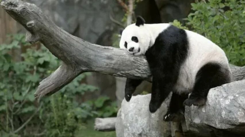 Обучающий фильм про медведей.  Часть 1. Видеоурок. смотреть онлайн