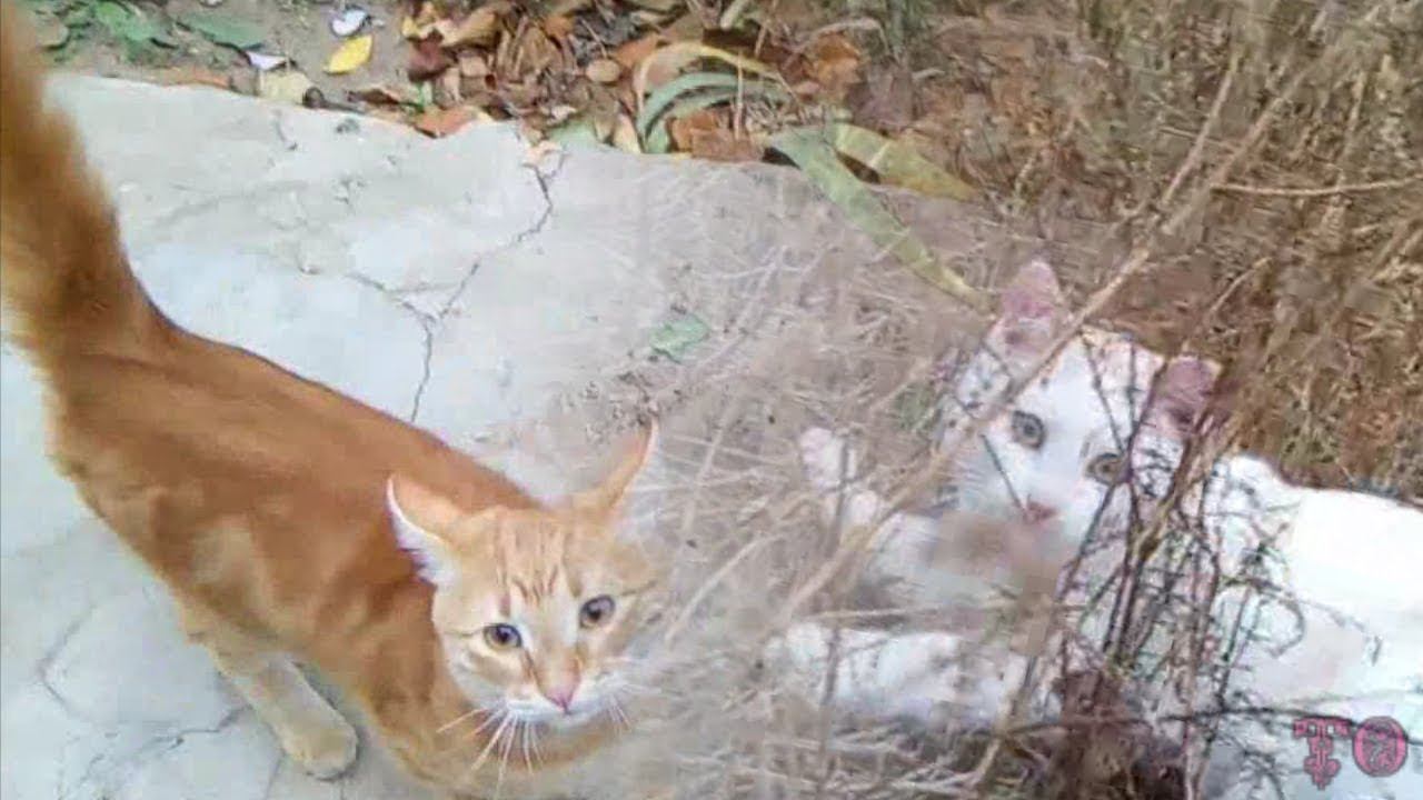 НАШИ ДОМАШНИЕ ПИТОМЦЫ РАЗВЛЕКАЮТСЯ НА УЛИЦЕ смотреть онлайн