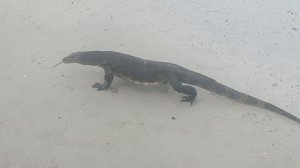 Водяной варан, восточный пляж Райли, побережье Краби (Water Monitor Lizard, East Railay Beach, Crabi
