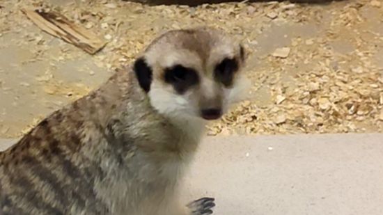 Сурикаты в зоопарке Липецка смотреть онлайн