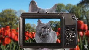 Питерские Коты Форэва!