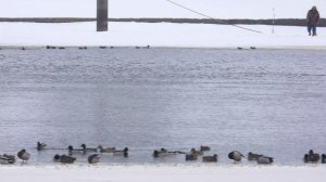 Утка Кряква на зимовке в Великом Новгороде, наблюдение птиц, 18 января 2026