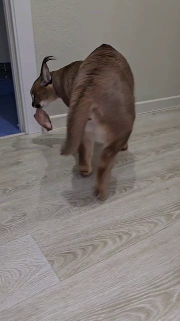 Что кушают каракеты/каракалы смотреть онлайн