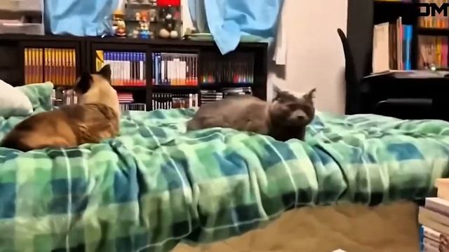 Подборка лучших редких видео интернета! Видео из интернета. смотреть онлайн