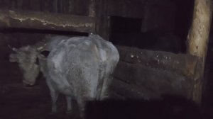 Бычки на привязи