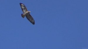 ГОЛУБИ И КАНЮКИ ОСЕНЬЮ