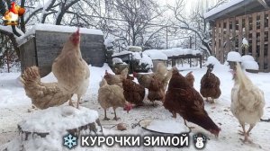 Куры зимой очень счастливы 🤗❄️⛄ (17)