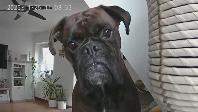 ЛУЧШИЕ ВИДЕО С ЖИВОТНЫМИ 2025 СНЯТЫЕ НА КАМЕРУ ВИДЕОНАБЛЮДЕНИЯ. смотреть онлайн