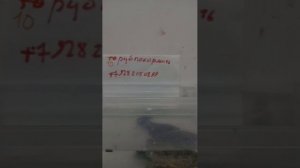 покорми черепаху