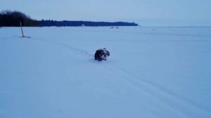 шитцу тренеровка.