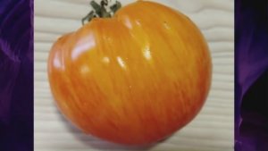 Каталог томатов на 2026 год. Часть 17. г. Киров. т. 89229284031