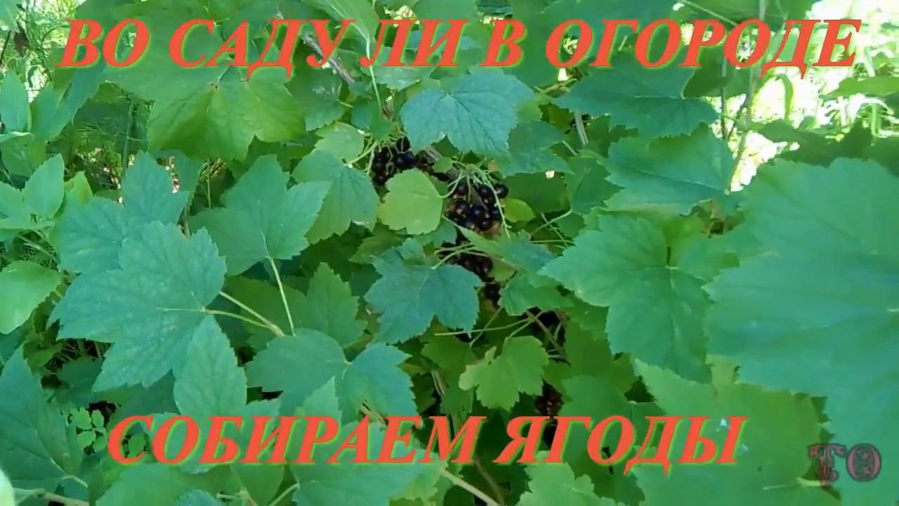 МАЛЕНЬКИЙ ПОМОЩНИК ДЛЯ БАБУШКИ, ВОСПИТАНИЕ ЮНОГО ПОКОЛЕНИЯ смотреть онлайн