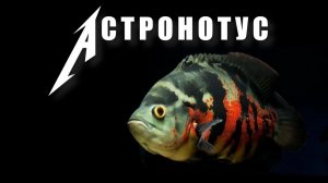 Астронотус — самая печальная рыба =)