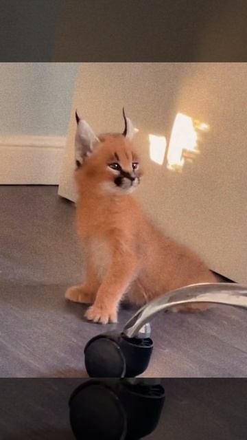 Каракал чирикает / Каракет чирикает / Как мяукают каракеты/ смотреть онлайн