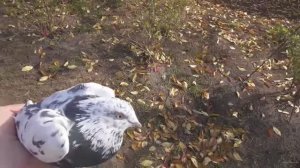 ЛЮБИМЫЙ ЧИЛЬ