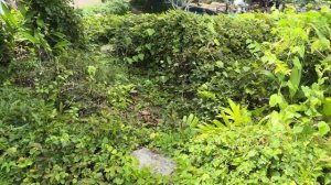 Завтрак в отеле Horizon. Ялонгбей, Хайнань. Потеряли сумку в Китае. У бассейна. Отпуск.