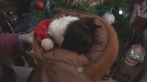 2026 новый год.Рождество7.01 зверики