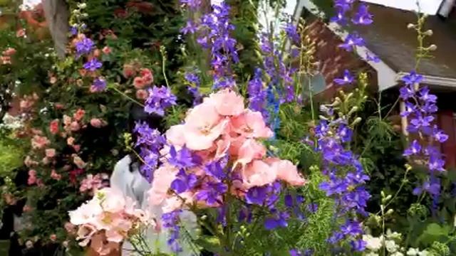 🐞🌿🏡сад смотреть онлайн