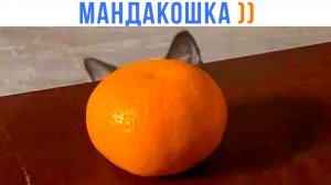 МАНДАКОШКА ))) Приколы с котами | Мемозг 1710